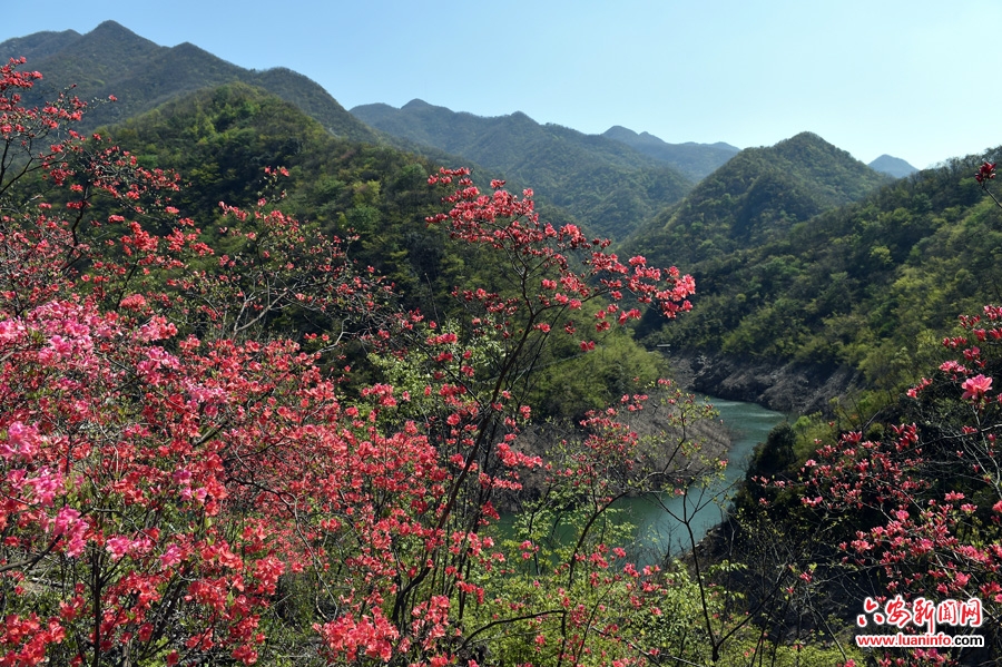 六安金寨映山红开醉游人